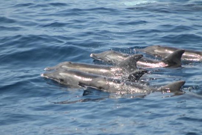Dolphin and Whales watching cruise from Puerto Rico de Gran Canaria - What Happens If Nothing Appears