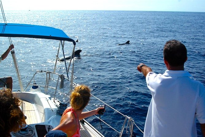 Dolphin and Whales watching cruise from Puerto Rico de Gran Canaria - Is the $50.46 Price Good Value?