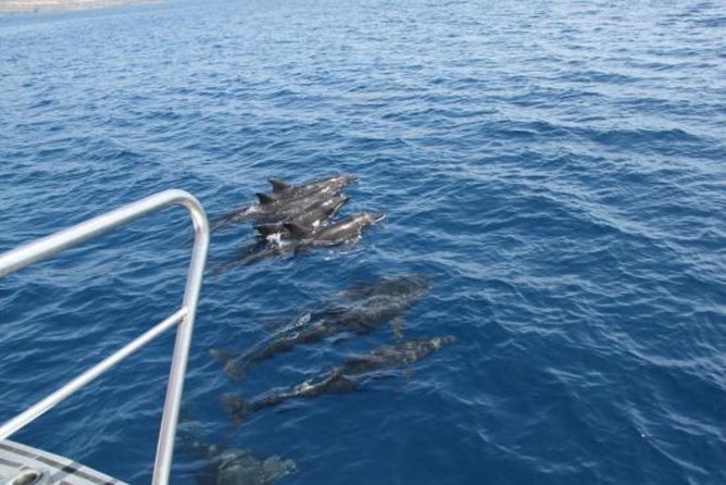 Dolphin and Whales watching cruise from Puerto Rico de Gran Canaria - Who Will Enjoy This Cruise Most?