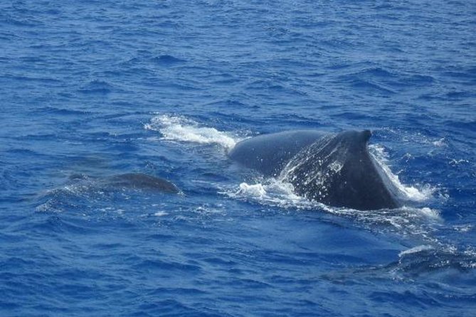 Dolphin and Whales watching cruise from Puerto Rico de Gran Canaria - Booking, Cancellation, and Practical Details