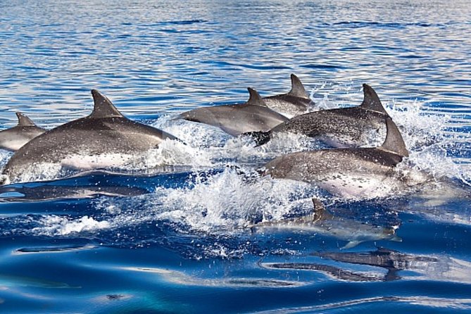Dolphin and Whales watching cruise from Puerto Rico de Gran Canaria - Watching From the Deck and Through the Glass Panels