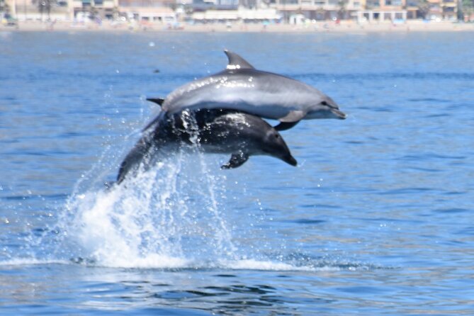 Dolphin Sightseeing Boat Tour from Benalmadena - Coastal views from Benalmádena to Fuengirola