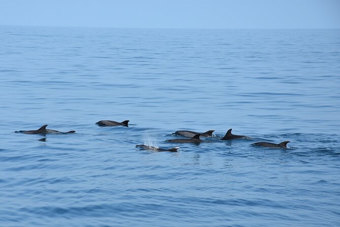 Dolphin Sightseeing Boat Tour from Benalmadena - Searching the Alboran Sea for dolphins