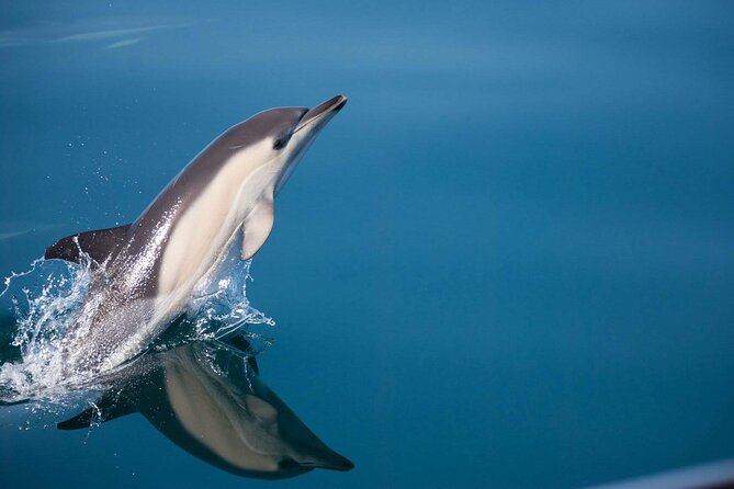 Dolphin Watching Adventure in Estepona Bay - Key points to know before you book