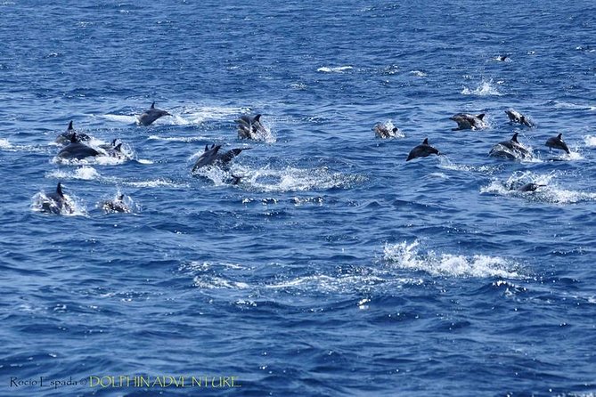 Dolphin Watching Excursion in Gibraltar - Why Gibraltar is a strong place for dolphin watching