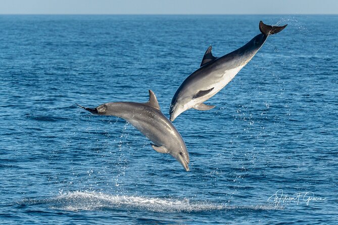 Dolphin Watching Excursion in Gibraltar - Stop 2: Dolphin Adventure and the search for the pod