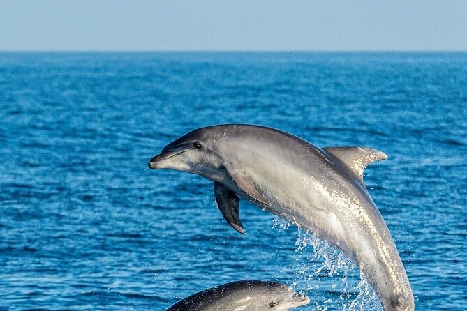 Dolphin Watching Excursion in Gibraltar - Stop 3: Returning to Ocean Village