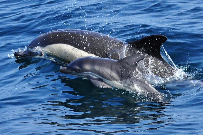 Dolphin Watching Excursion in Gibraltar - How long is 75 minutes in practice?