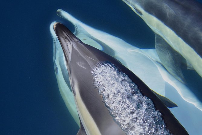 Dolphin Watching Excursion in Gibraltar - The price and what you receive for $38.83