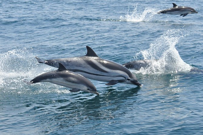 Dolphin Watching Excursion in Gibraltar - What the best sightings look like