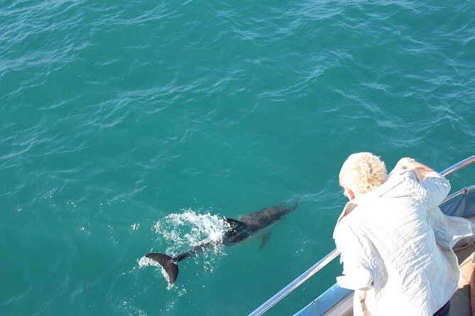 Dolphin Watching in Gibraltar Dolphin Safari V.I.P - Why the Strait of Gibraltar makes this cruise special