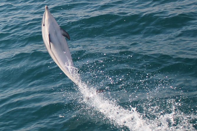 Dolphin Watching in Gibraltar Dolphin Safari V.I.P - The dolphin search and animal welfare