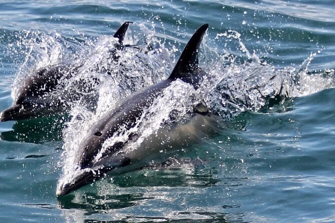 Dolphin Watching in Gibraltar Dolphin Safari V.I.P - What the $34 price gets you