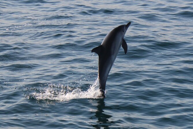 Dolphin Watching in Gibraltar Dolphin Safari V.I.P - Practical details before you go