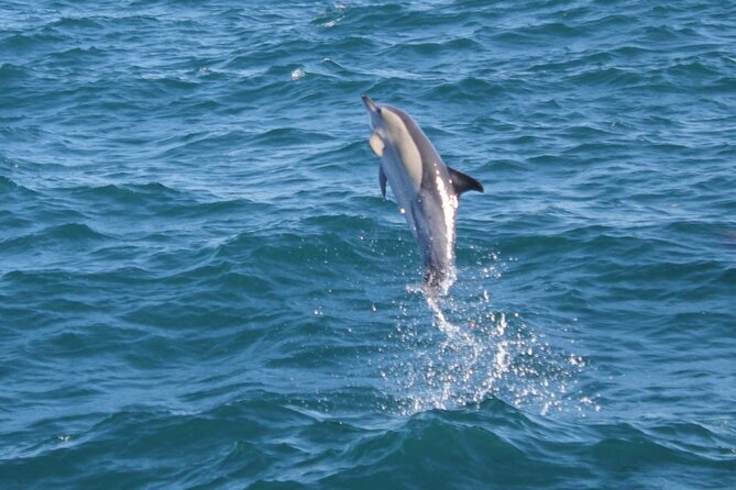Dolphin Watching in Gibraltar Dolphin Safari V.I.P - What happens during the one-hour outing