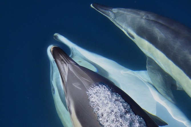 Dolphin Watching in Gibraltar & Fast Track Priority Cable Car - Starting at 9 Marina Bay Square