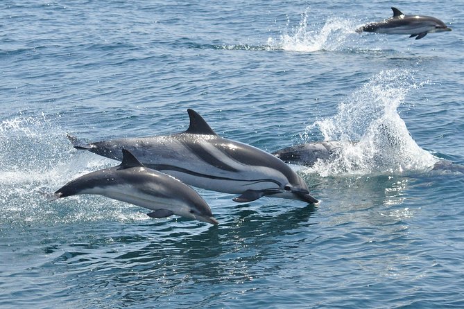 Dolphin Watching in Gibraltar & Fast Track Priority Cable Car - Why the boat ride earns its strong reputation