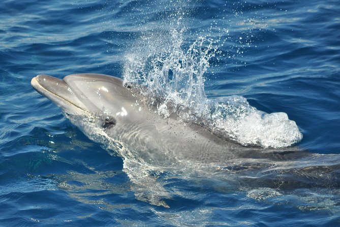 Dolphin Watching in Gibraltar & Fast Track Priority Cable Car - Delays, closures, and the real weak point