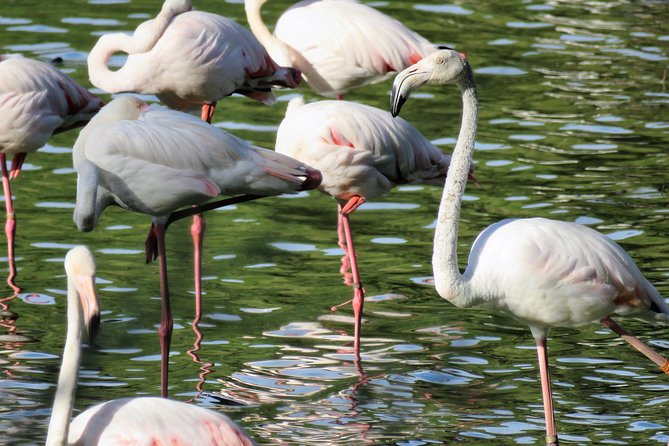 Donana National Park and El Rocío: Guided Tour from Seville - Why Doñana makes a worthwhile day from Seville