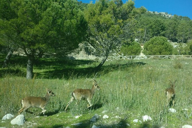 Donana National Park and El Rocío: Guided Tour from Seville - An early start and the road to Puebla del Río
