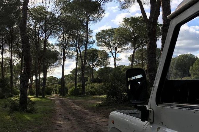 Donana National Park and El Rocío: Guided Tour from Seville - Guides, language, and the small-group rhythm