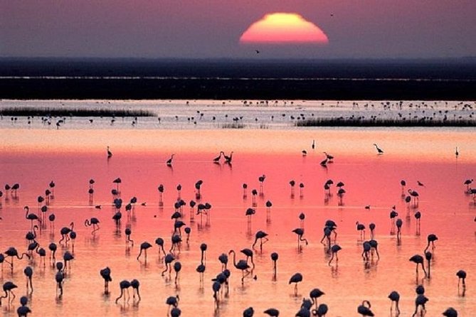 Donana National Park: Guided Day Tour from Seville - Three hours inside Doñana National Park