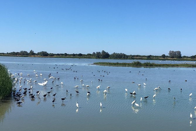Donana National Park: Guided Day Tour from Seville - The guides are the heart of the experience