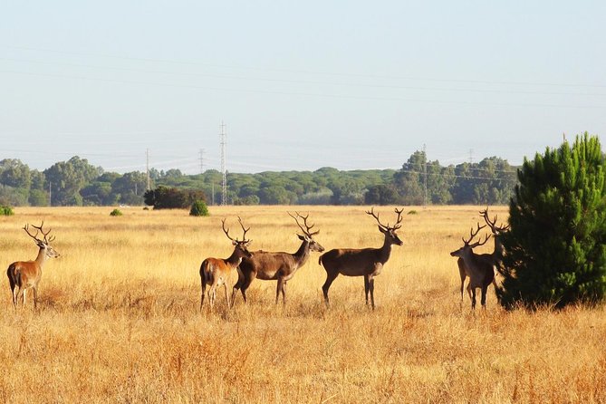 Donana National Park: Guided Day Tour from Seville - Who should book this day trip?