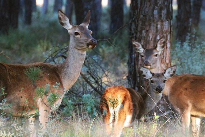 Donana National Park: Guided Day Tour from Seville - Matalascañas and the Atlantic beach
