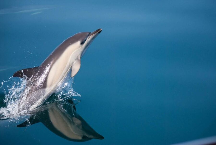 Estepona: Dolphin Watching Sailboat Cruise with Drink - Key points to know before booking