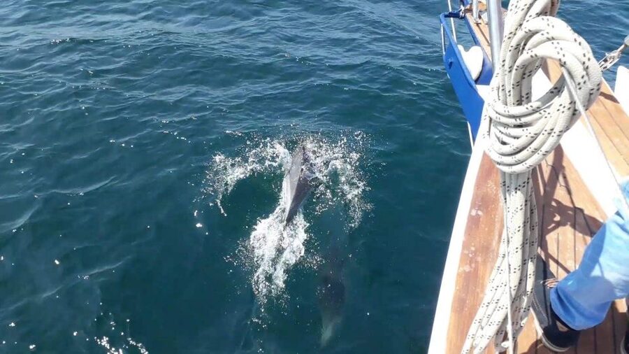 Estepona: Dolphin Watching Sailboat Cruise with Drink - The crew and the character of the boat