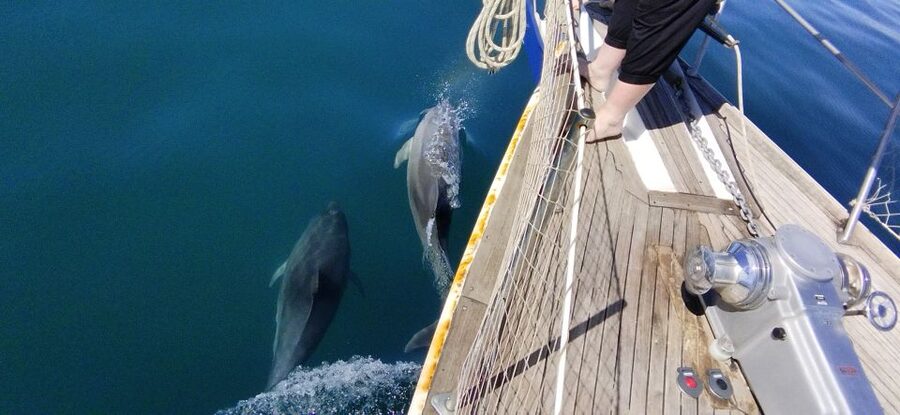 Estepona: Dolphin Watching Sailboat Cruise with Drink - Sea conditions, timing, and comfort