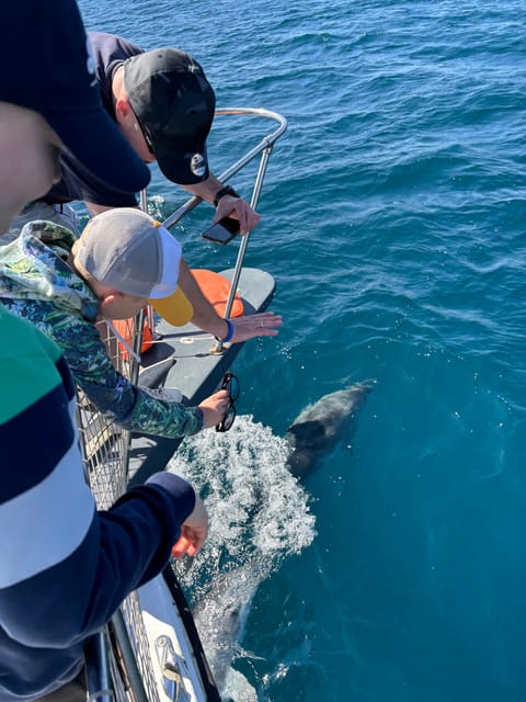 Estepona: Dolphins Searching Sea Cruise with Drink & Snacks - Leaving the Estepona marina for open water