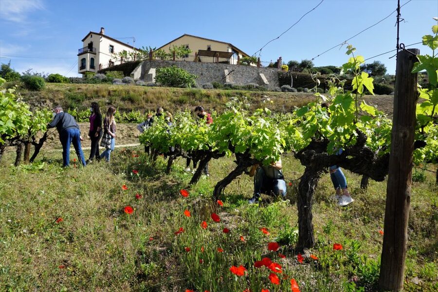 From Barcelona: E-Bike and Sailing Tour with Wine Tastings - What makes Alella wine country special
