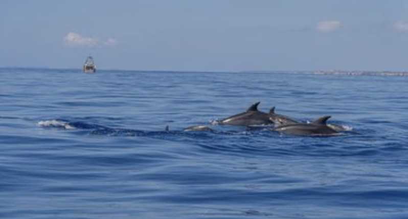 From Can Picafort: Dolphin Watching and Cave Boat Trip - Finding dolphins in open water