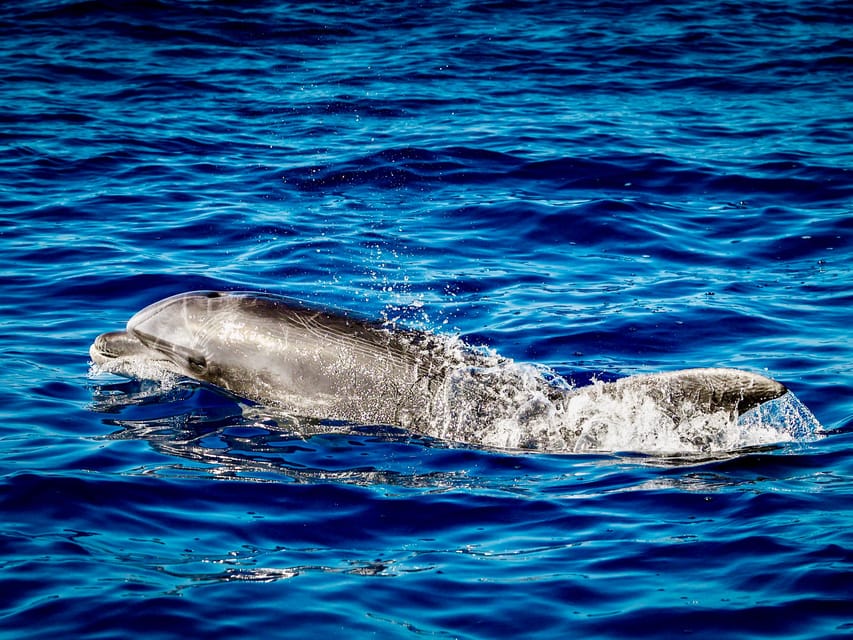 From Can Picafort: Dolphin Watching and Cave Boat Trip - Cap de Pinar and the sea cave
