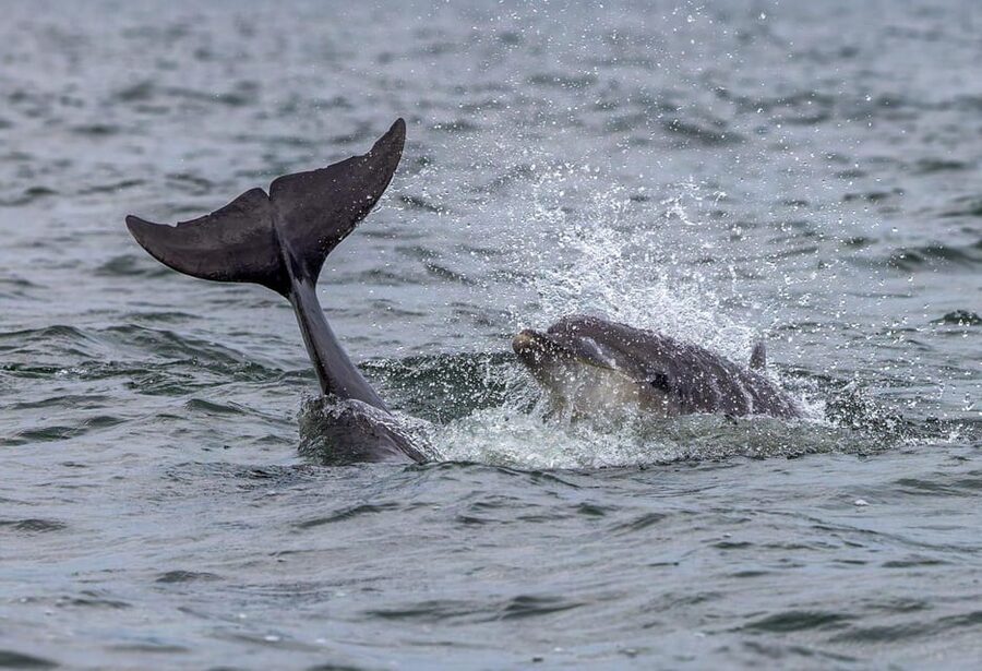 From Can Picafort: Dolphin Watching and Cave Boat Trip - Swimming near Es Coll Baix