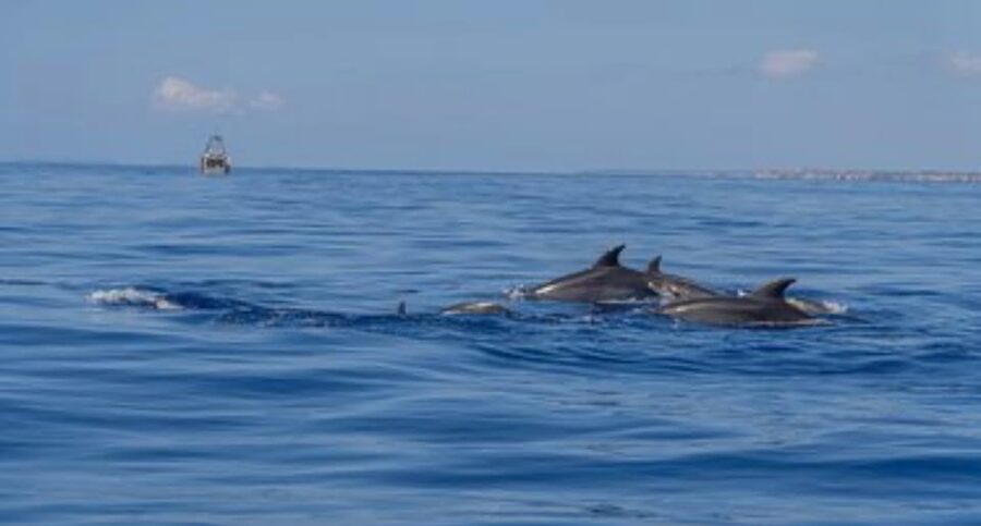 From Can Picafort: Dolphin Watching and Cave Boat Trip - What the speedboat ride feels like