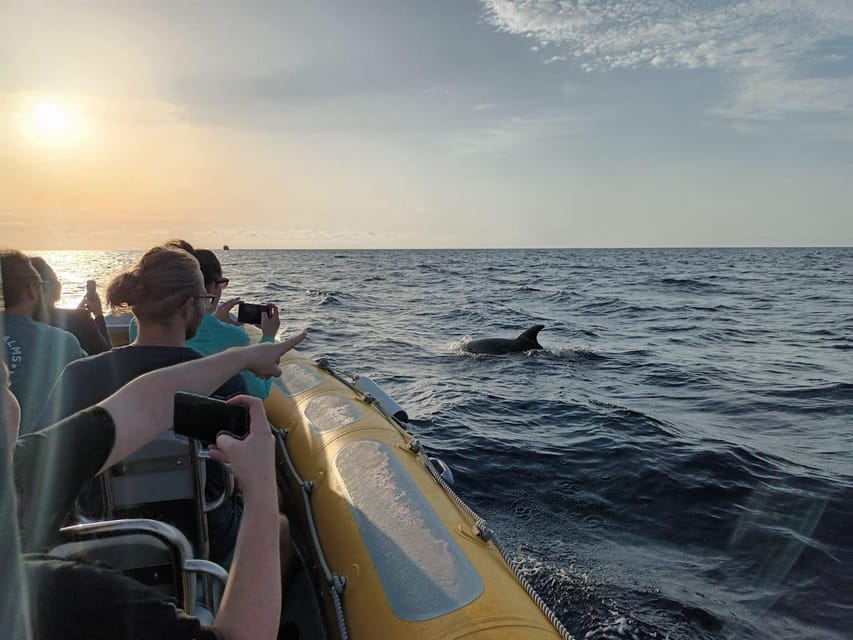 From Can Picafort: Dolphin Watching and Cave Boat Trip - Who should book this excursion