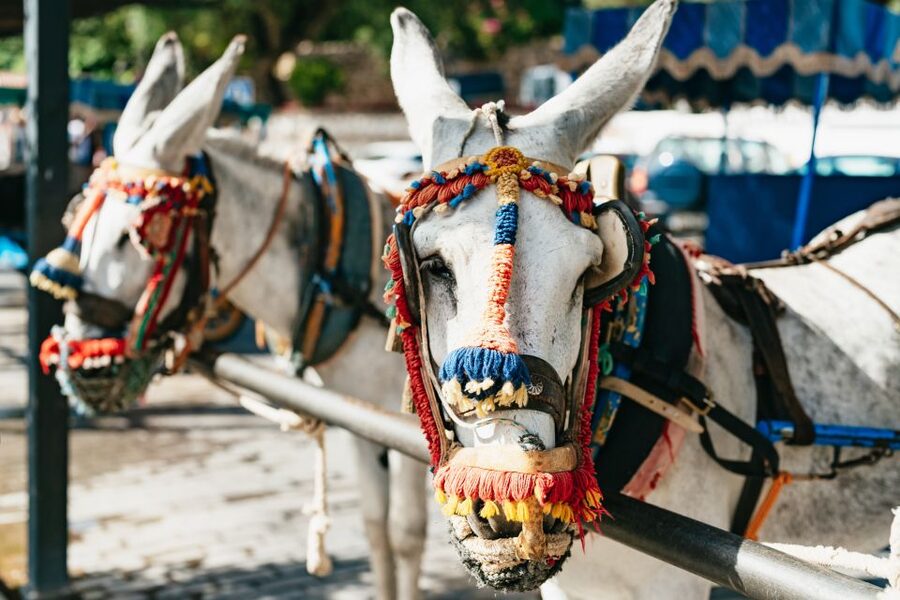 From Costa del Sol: Mijas, Marbella and Puerto Banús Tour - Who should book this day trip?