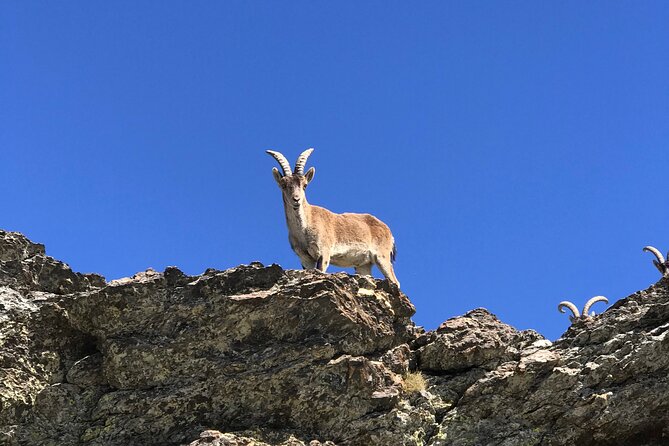 From Granada: Sierra Nevada Safari tour up to 2500 meters high - Climbing toward 2,500 meters