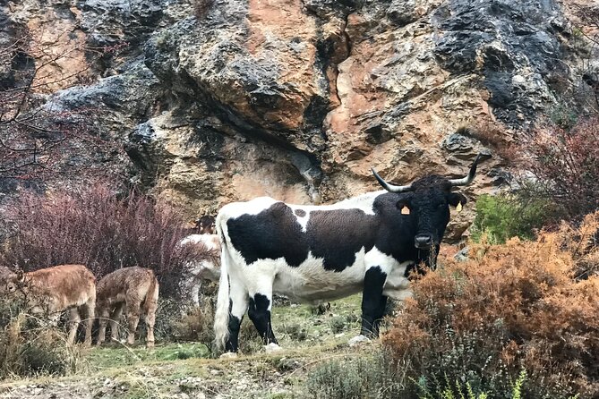 From Granada: Sierra Nevada Safari tour up to 2500 meters high - The mountain hut and optional lunch