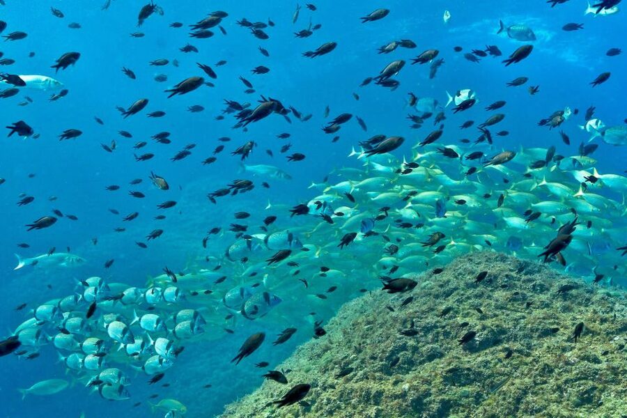 From L’Estartit: Snorkeling Trip to the Medes Islands - Time to swim, sunbathe, and look back at the coast