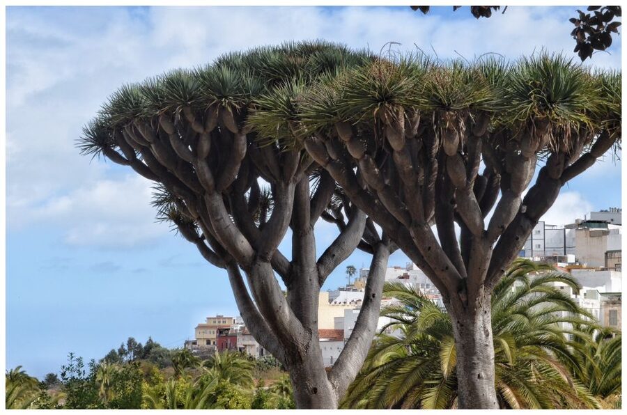From Las Palmas: Full-Day Tour of the North - Key points to know before booking