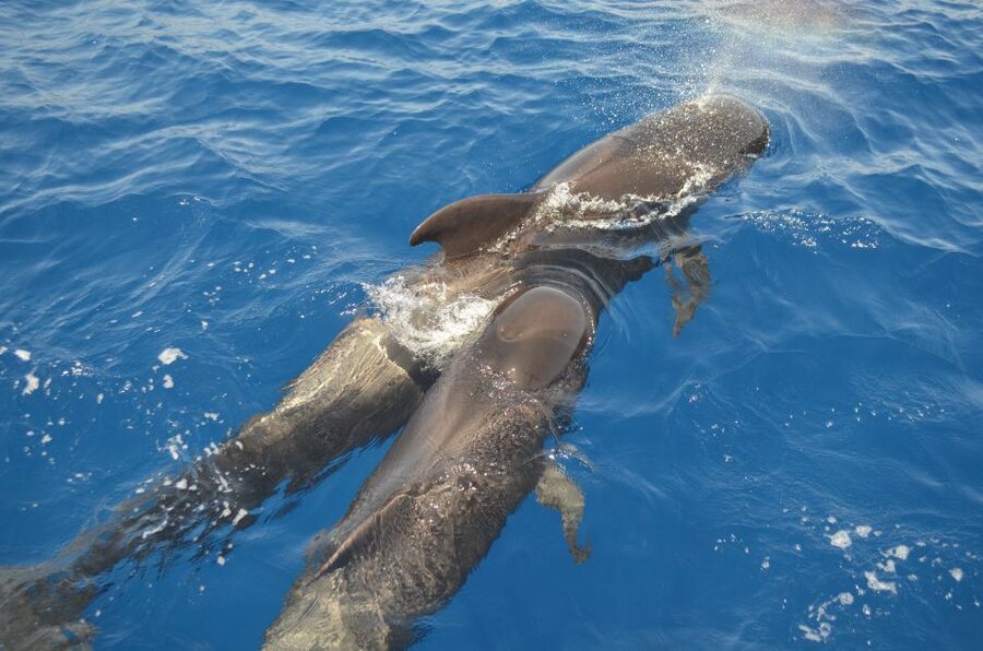 From Los Gigantes: Whale Watching Sailboat Cruise - A quiet sail from Los Gigantes