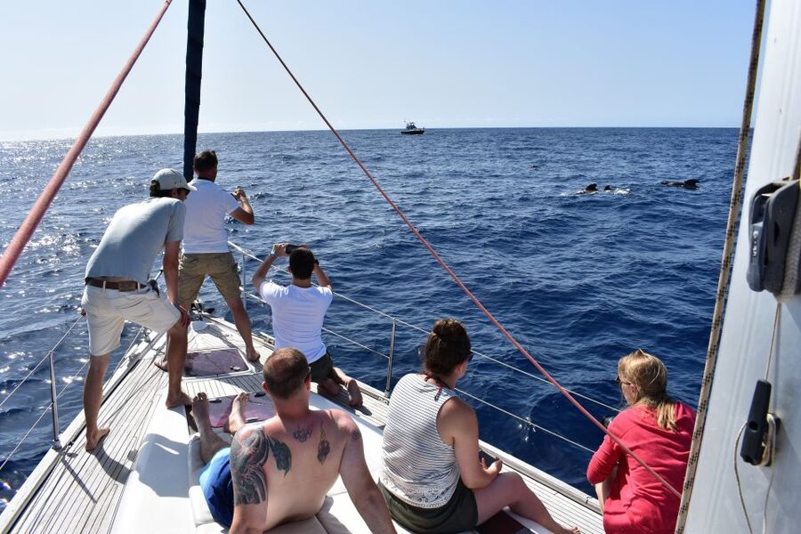 From Los Gigantes: Whale Watching Sailboat Cruise - Tapas, drinks, and a welcome finish