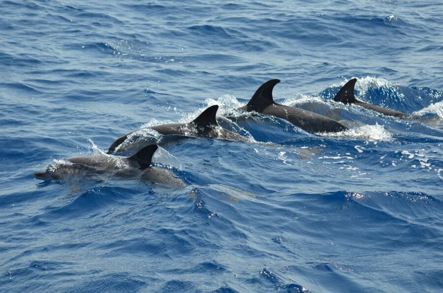 From Los Gigantes: Whale Watching Sailboat Cruise - Why the conservation rules matter