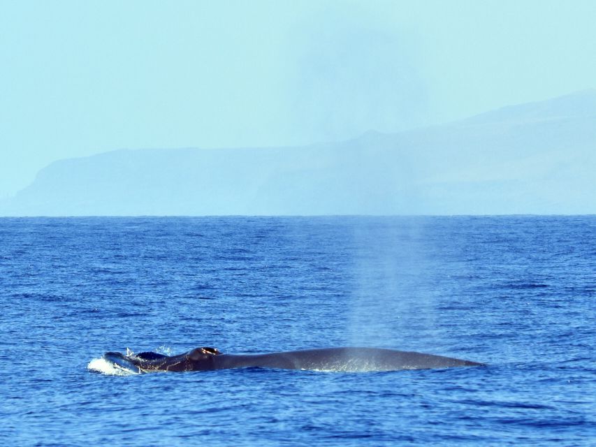 From Los Gigantes: Whale Watching Sailboat Cruise - Who will enjoy this trip most