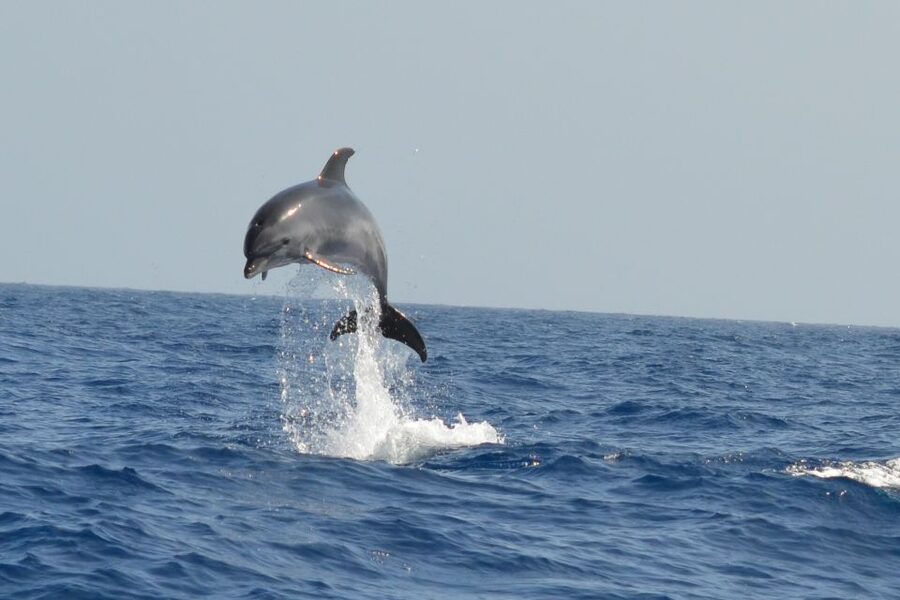 From Los Gigantes: Whale Watching Sailboat Cruise - Price, timing, and practical details