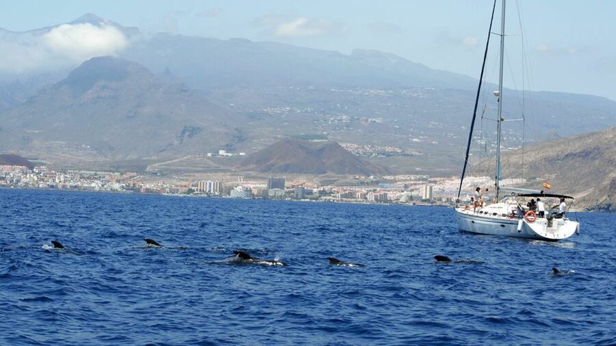 From Los Gigantes: Whale Watching Sailboat Cruise - The first 90 minutes: searching for whales and dolphins
